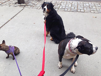 4 paws Doggy Walkers - WOODHAVEN | Local Services | Logo