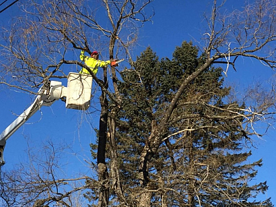 TLC Tree - Casco | Local Services | Logo