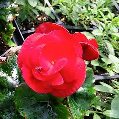 Juanita's Flowers - Morrow | House & Garden | Logo