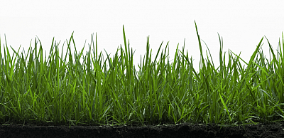 Quality Cut Lawn Care, Inc - Grand Island | House & Garden | Logo