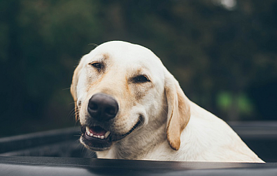 Safe Doggy Pet Sitting - Las Vegas | Pets | Logo