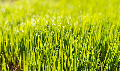 J A Landscape Service - Kennewick | House & Garden | Logo