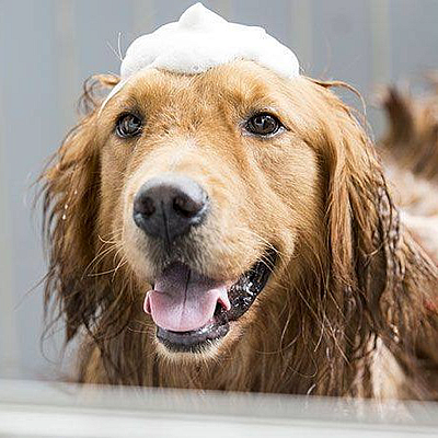 Connie's Pet Grooming - El Paso | Pets | Logo