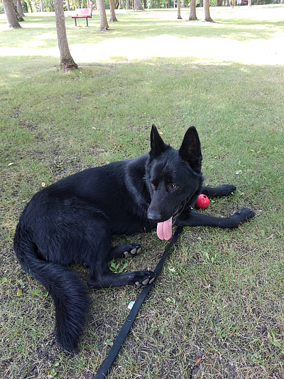 SmithFarms German Shepherds - Badger | Pets | Logo