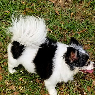 Klassy Klipp Dog Grooming - Porter | Pets | Logo