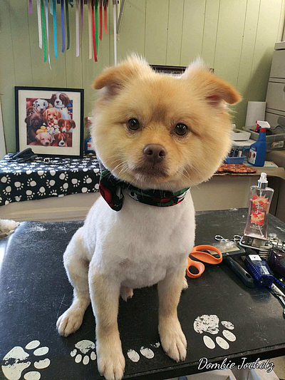 Animal House Dog Grooming - Amarillo | Pets | Logo