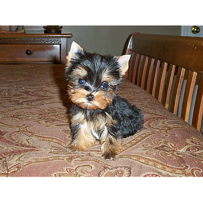 Yorkiehouse - Cleveland | Pets | Logo