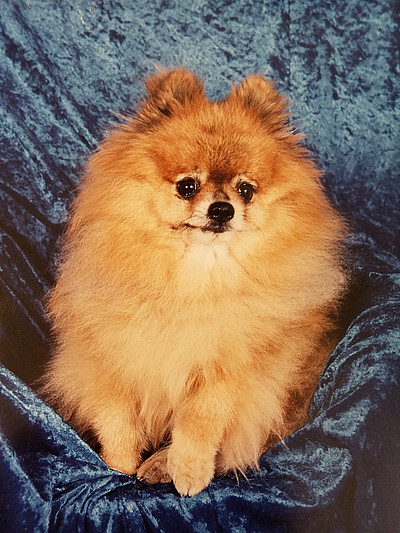 Gentle Touch Grooming - Reynoldsburg | Pets | Logo