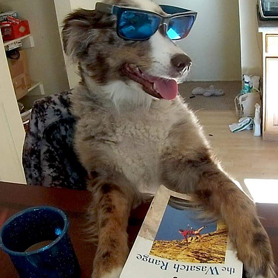 Lakes Australian Shepherds - Norwich | Pets | Logo