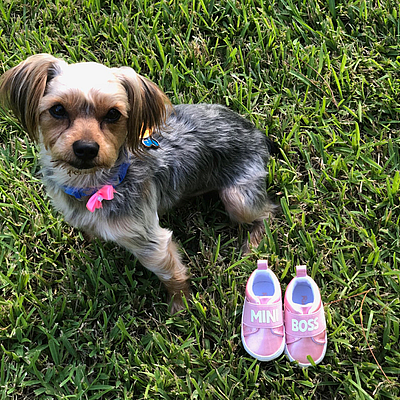 Melissa's Grooming - Ormond Beach | Pets | Logo