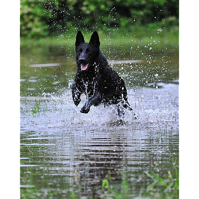 Flat Creek Kennels - Columbia | Pets | Logo