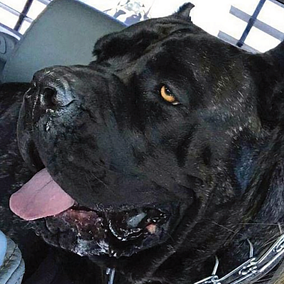 Imperial Canines Cane Corso - Archie | Pets | Logo