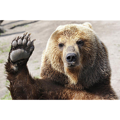 Bear Market - Tiller | Retail | Logo