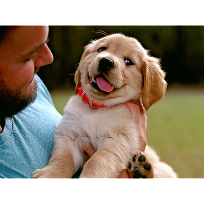 Ryan's Dog Walking - Medford - Medford | Pets | Logo
