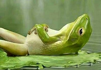 Lazy frog - Grovetown | Retail | Logo