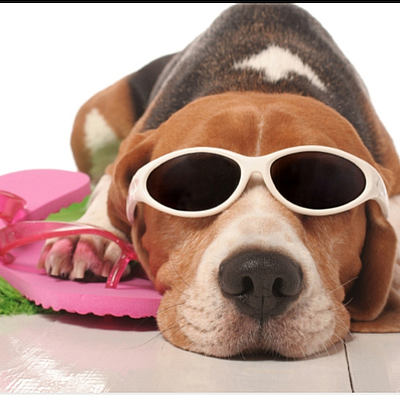 PASSIONS Pet Sitters and Dog Walkers - Reading | Pets | Logo
