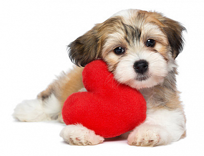 A Pampered Poodle - Saint Petersburg | Pets | Logo