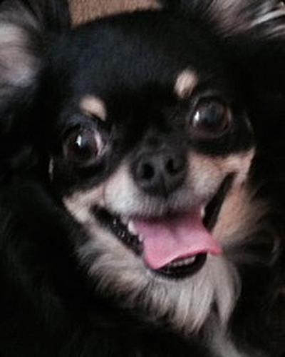 JoAnne's Second Home - Lake Worth | Pets | Logo
