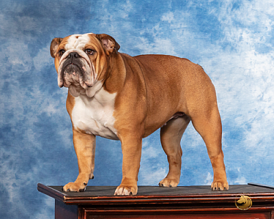 Highlander’s Bulldogs - Tecumseh | Pets | Logo