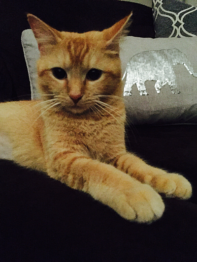 Pet Care In Your Home - North Augusta | Pets | Logo