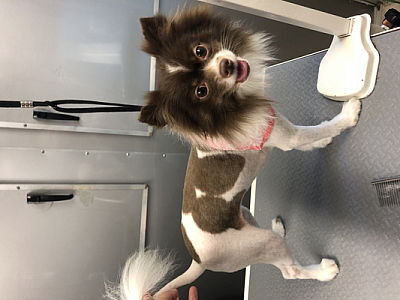 Pet Spa Mobile Grooming - Deerfield Beach | Pets | Logo