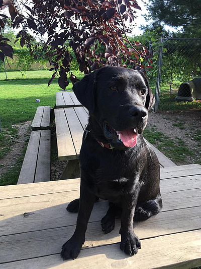 Gina's K-9 Bed & Breakfast - Copake | Pets | Logo