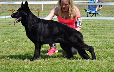 Vom Weidenhaus German Shepherds - Polk City | Pets | Logo
