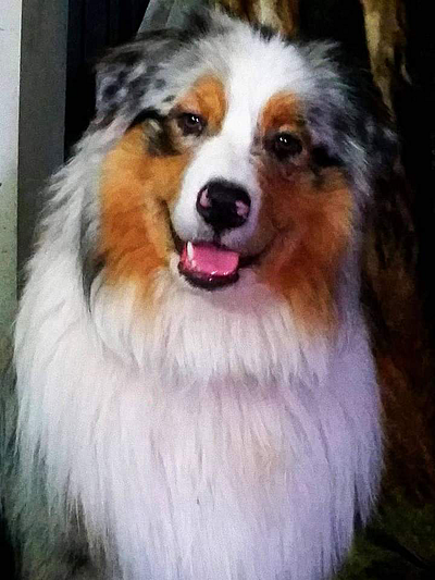 SunBear Australian Shepherds - High Point | Pets | Logo