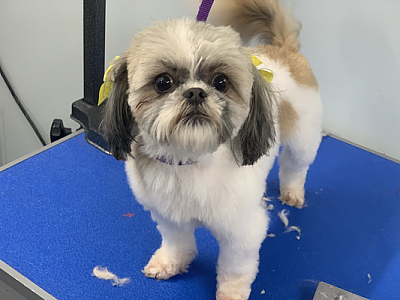 Serina’s pet grooming - Wood river | Pets | Logo