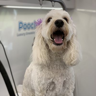 Pooch Parlor Mobile Grooming - Ossining | Pets | Logo