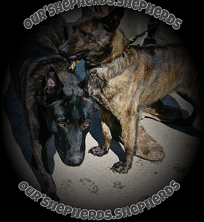 Our Shepherds Shepherds - Edmonton | Pets | Logo