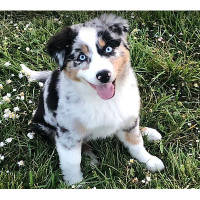 Windy City Aussies - Mulino | Pets | Logo