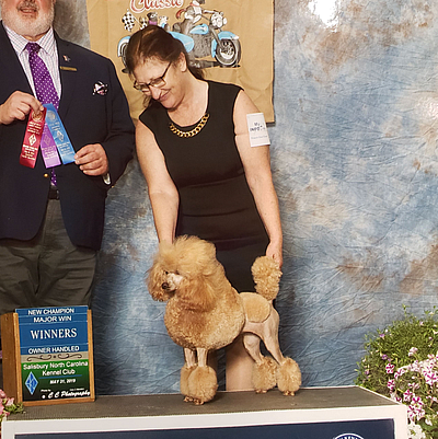 Shiann Poodles - Myrtle Beach | Pets | Logo
