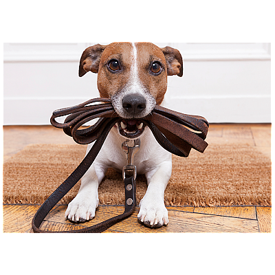 Always Waggin’ Boarding Kennel - Lakeville | Pets | Logo