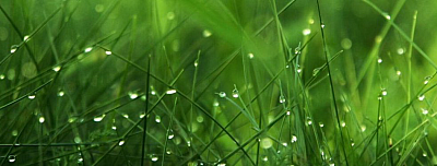 Seed World USA - Odessa | B2B Services | Logo
