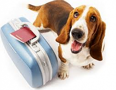 SeaTac Airport Dog Transport Service - Seattle | Pets | Logo