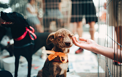 Kate’s Personal Pet Care LLC - Tucson | Pets | Logo