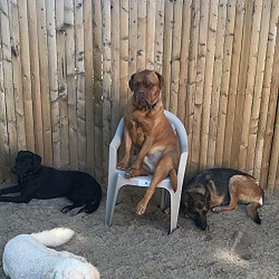 Free Range Doggy Daycare and Over night Camp - Glastonbury | Pets | Logo