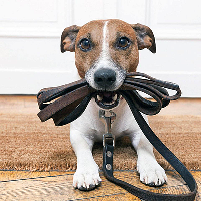 A Waggin Good Time - North Branford | Pets | Logo