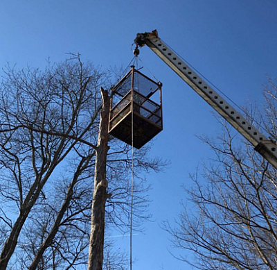 Professional Tree Services - Frankfort | Local Services | Logo