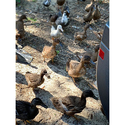 Hickory Hollow Rabbit and Duck Farm - Collins | Local Services | Logo
