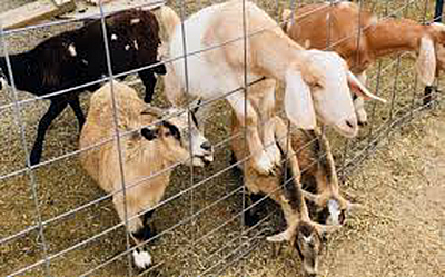 Butternut Ridge Farm - Peru | Attractions | Logo