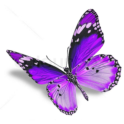 Lavender In Lace Photography - Kingsport | Classes & Lessons | Logo