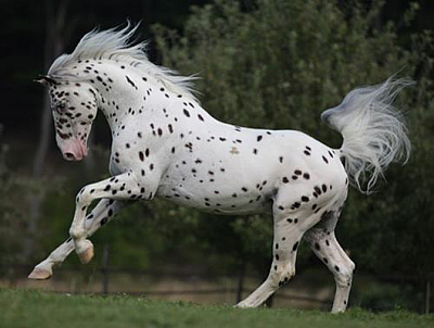 Heavenly Stables - gulfport | Attractions | Logo