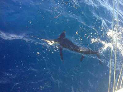Eva Marie Fishing Charters - Key West | Sporting Goods | Logo