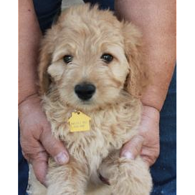 Bar C Kennels - West Columbia | Pets | Logo